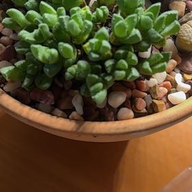 Photo of the plant species Kussingvygie by @KnightChosmo6 named Mr krabs on Greg, the plant care app