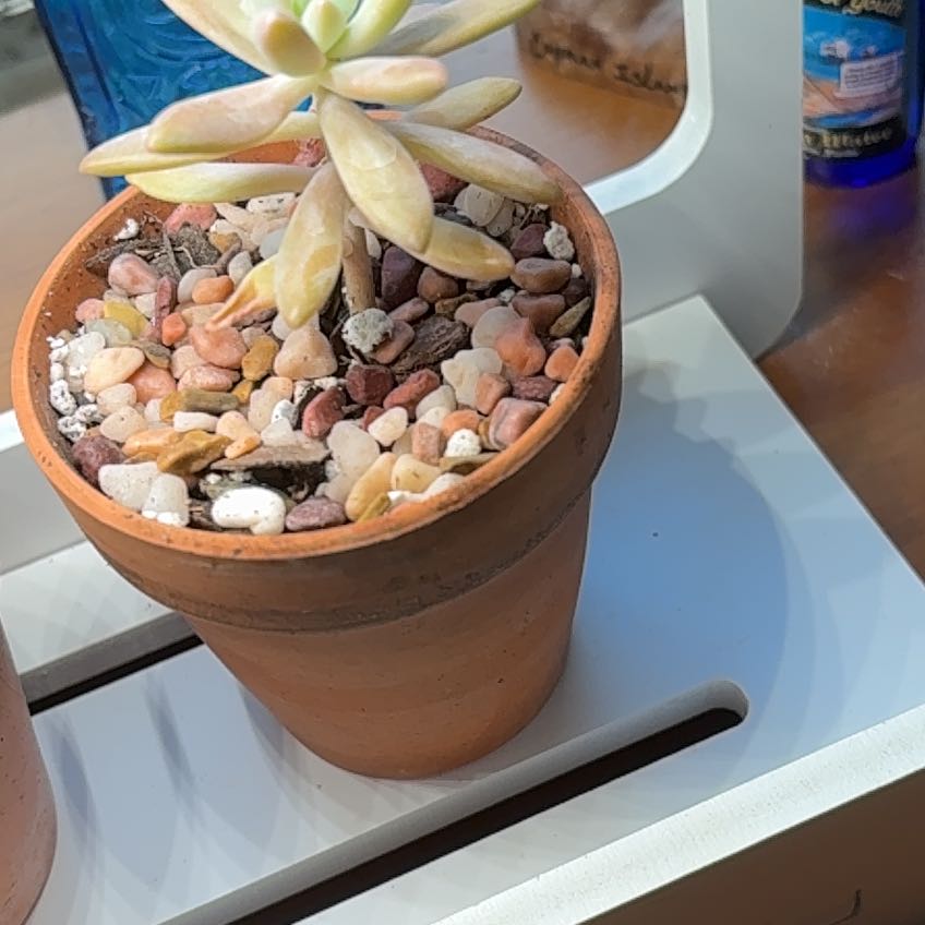 Photo of the plant species Graptosedum by @KnightChosmo6 named Dany on Greg, the plant care app
