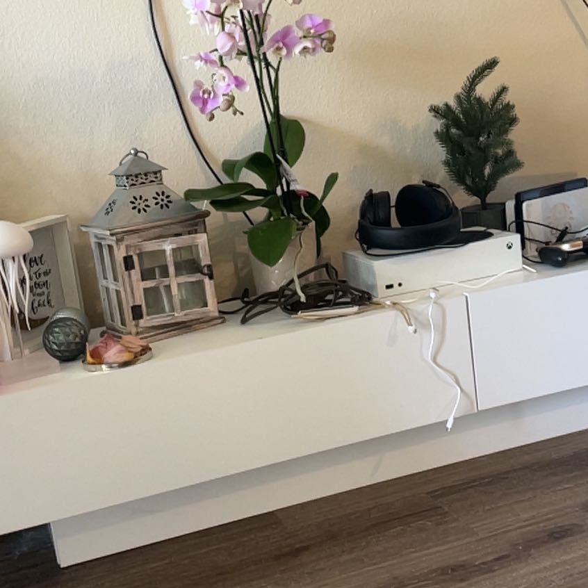 Photo of the plant species Bush Pickle Cucumber by @VividHopsedge named Diana on Greg, the plant care app