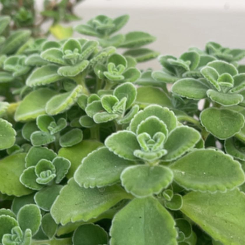 Photo of the plant species Cerveza n Lime by @SpeedyPlain46 named Eva on Greg, the plant care app