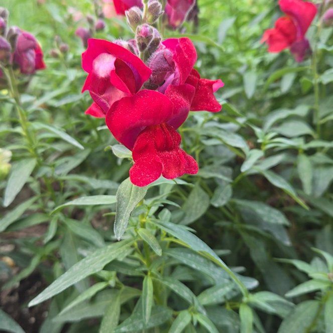 Photo of the plant species Bunchleaf Penstemon by @CosmicHeather named Zeus on Greg, the plant care app