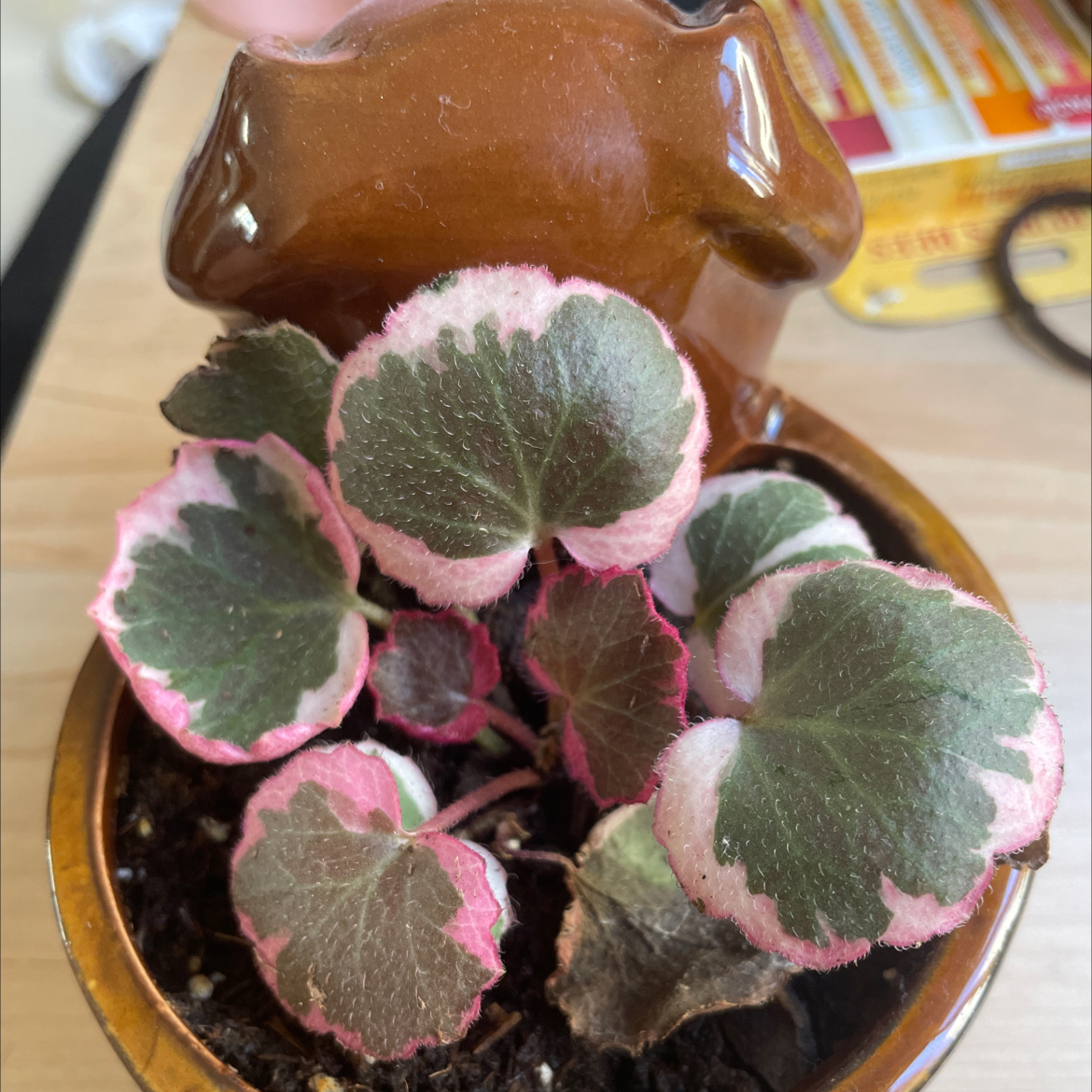 Plant care for Kamchatka Shortia on Greg, the plant care app