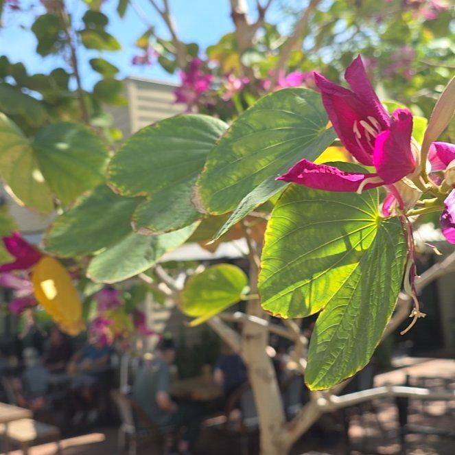 Photo of the plant species Orchid Tree by @BriskSuncup97 named Willow on Greg, the plant care app