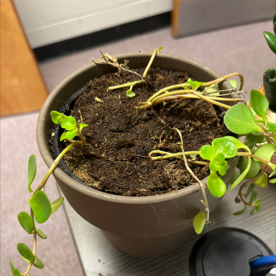 Potted Trailing Jade plant with some healthy green leaves and visible soil.
