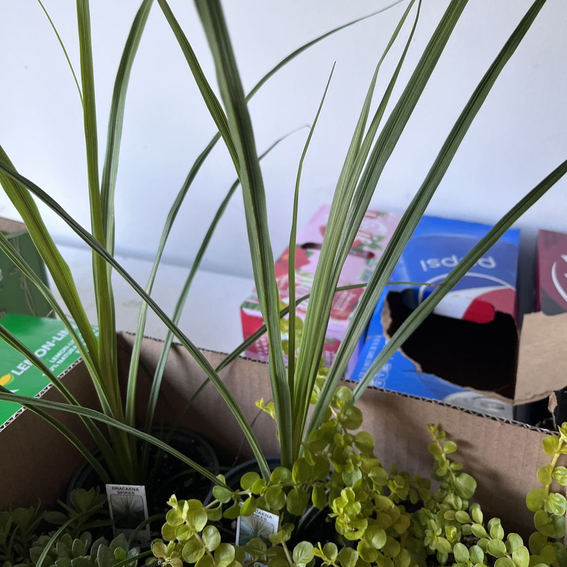 Dracaena marginata 'Bicolor' plant with long, slender leaves, surrounded by other plants and boxes.