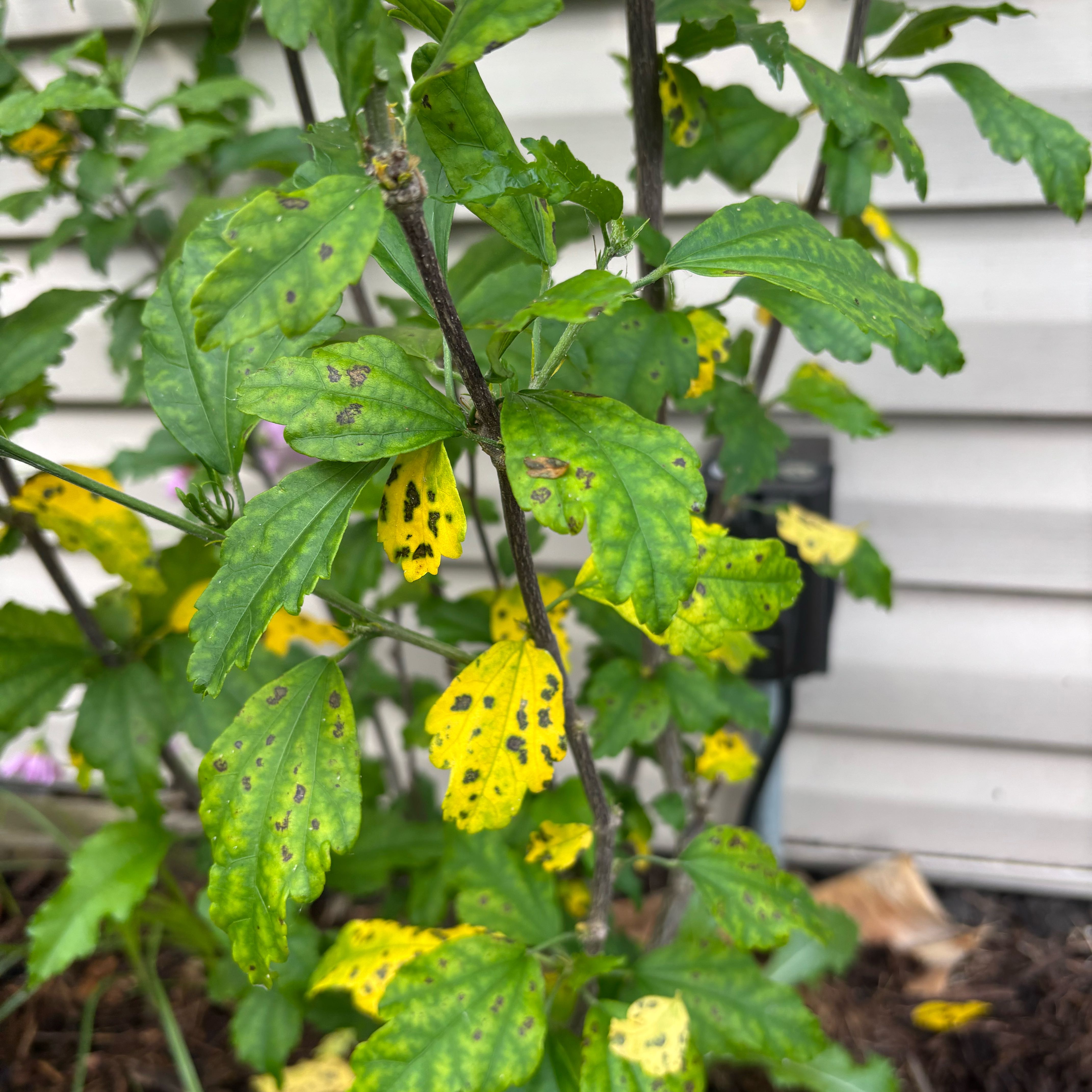 Photo of the plant species Japanese Lantern by @SmallfryZelkova named James Dean on Greg, the plant care app