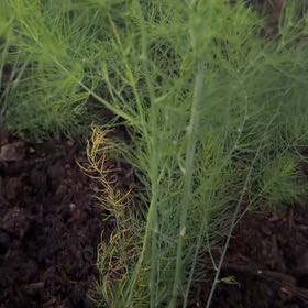 Photo of the plant species Garden Asparagus by @glimmer named Khaleesi on Greg, the plant care app