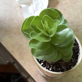 Photo of the plant species Portulaca molokiniensis 'Maraca' by @VitalSupplejack named Sonora on Greg, the plant care app
