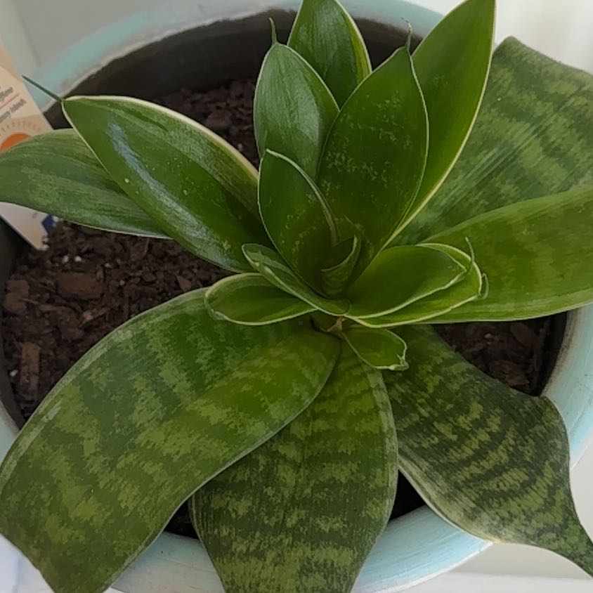 Photo of the plant species Florida Beauty by @VitalSupplejack named Athena on Greg, the plant care app