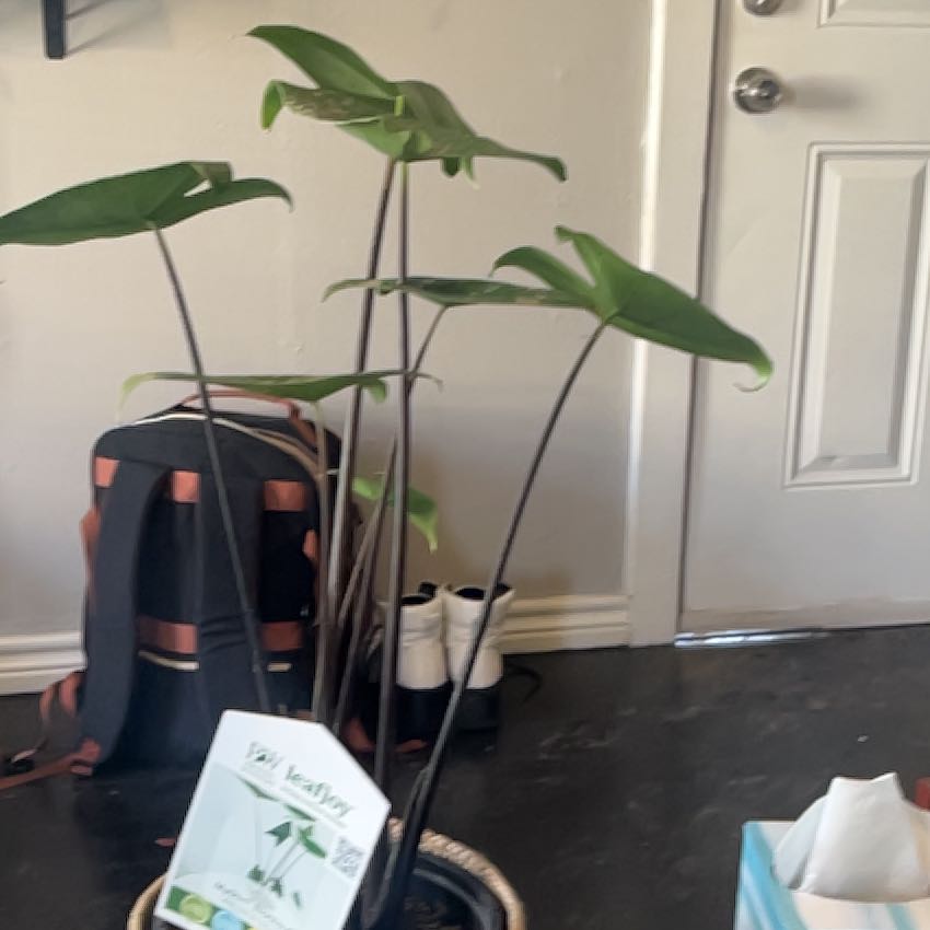 Photo of the plant species Alocasia 'Mythic Blackout' by @FabPrincetut82 named Keanu Leaves on Greg, the plant care app
