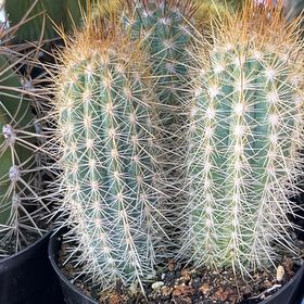 Photo of the plant species Engelmann's Hedgehog Cactus by @SirTormentil41 named Terra on Greg, the plant care app