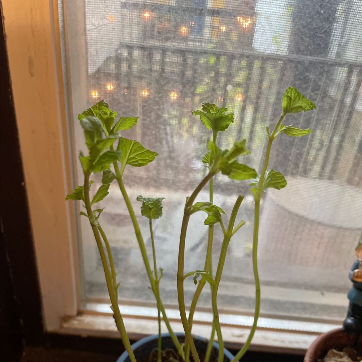 Mint plant with green leaves near a window, soil visible.
