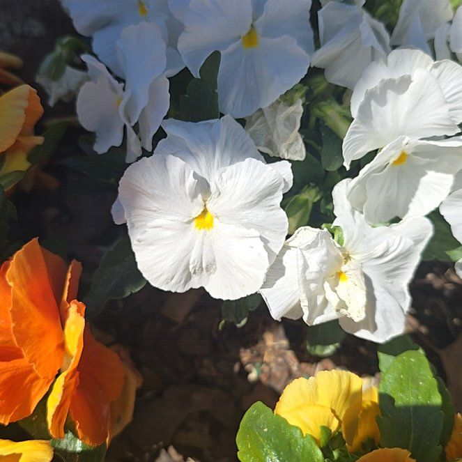 Photo of the plant species Beach Morning-Glory by @PeakSaguaro27 named Ulysses S Plant on Greg, the plant care app