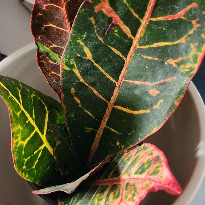Photo of the plant species Croton petraeus by @ElectricPalqui named Xena on Greg, the plant care app