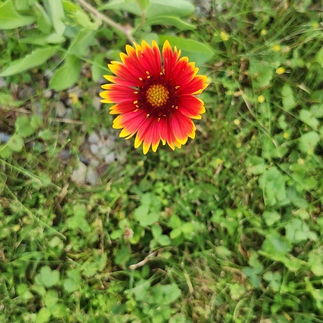 Photo of the plant species Indian Blanket by @ElectricPalqui named Aristotle on Greg, the plant care app