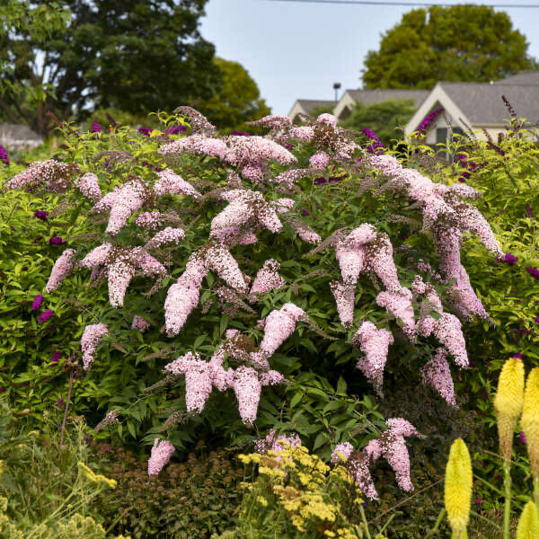 Photo of the plant species Black Knight Butterfly Bush by @AdonicEspicia54 named McKinley on Greg, the plant care app