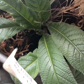 Photo of the plant species Streptocarpus 'Mia' by @YesSeaaster37 named Dax on Greg, the plant care app