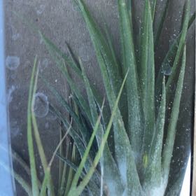 Photo of the plant species Air Plant by @PromptHardpine named Navajo on Greg, the plant care app