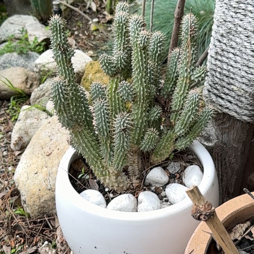 Photo of the plant species Bushman's Hat by @SugarSilversage named Sonora on Greg, the plant care app