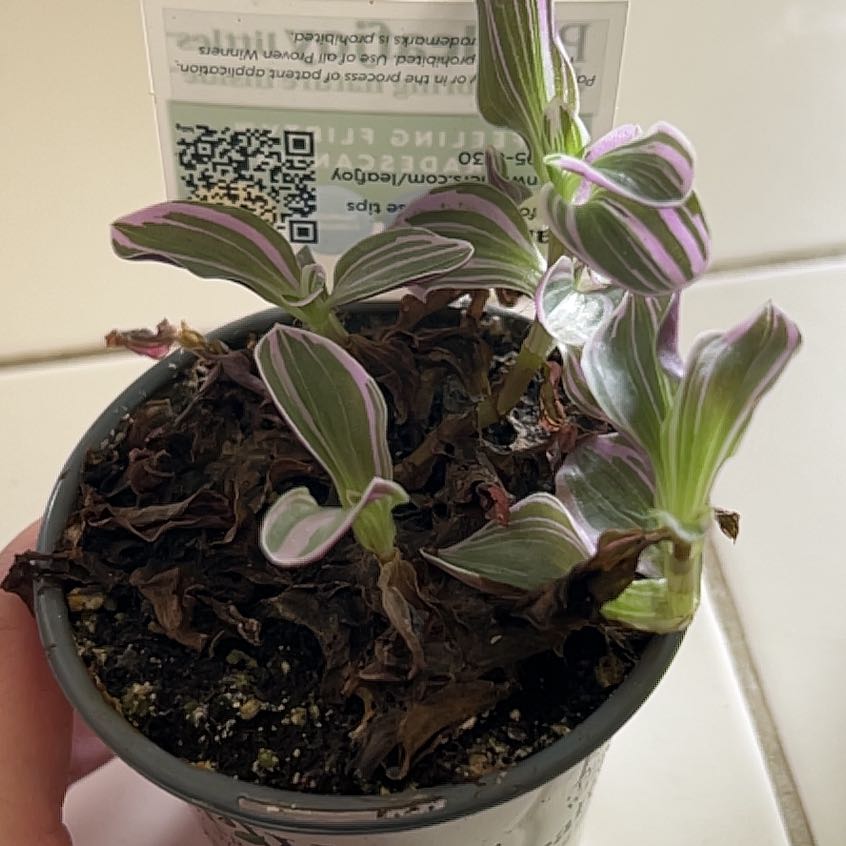 Photo of the plant species Feeling Flirty by @SageEmerald57 named Foxxy on Greg, the plant care app