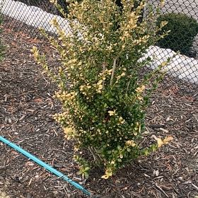 Photo of the plant species Japanese Holly by @ComicalMango30 named Luna on Greg, the plant care app