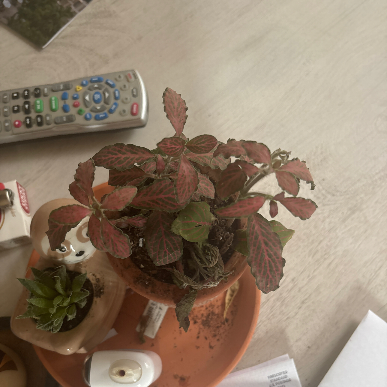 Photo of the plant species Fittonia 'Ruby Red' by @KeyIcecaps86 named Dax on Greg, the plant care app