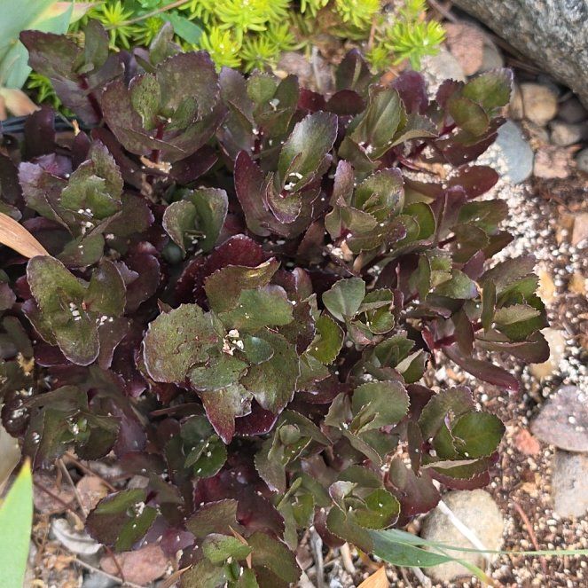 Photo of the plant species Water Chestnut by @GladCynomorium named Marley on Greg, the plant care app