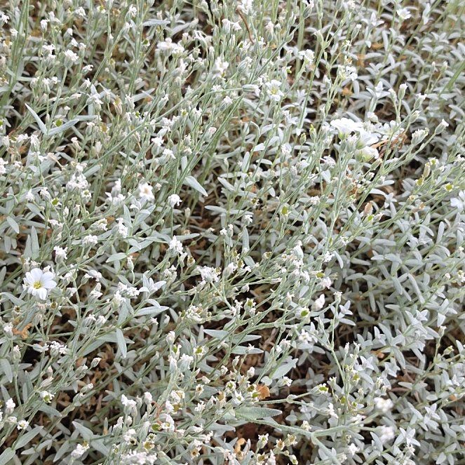 Photo of the plant species Snow-in-Summer by @GladCynomorium named Taylor Swift on Greg, the plant care app