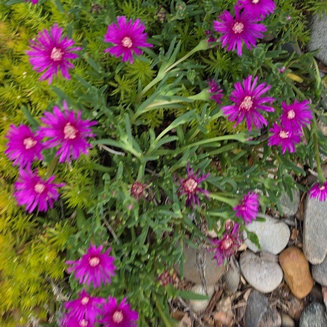 Photo of the plant species Chisme by @GladCynomorium named Harry on Greg, the plant care app