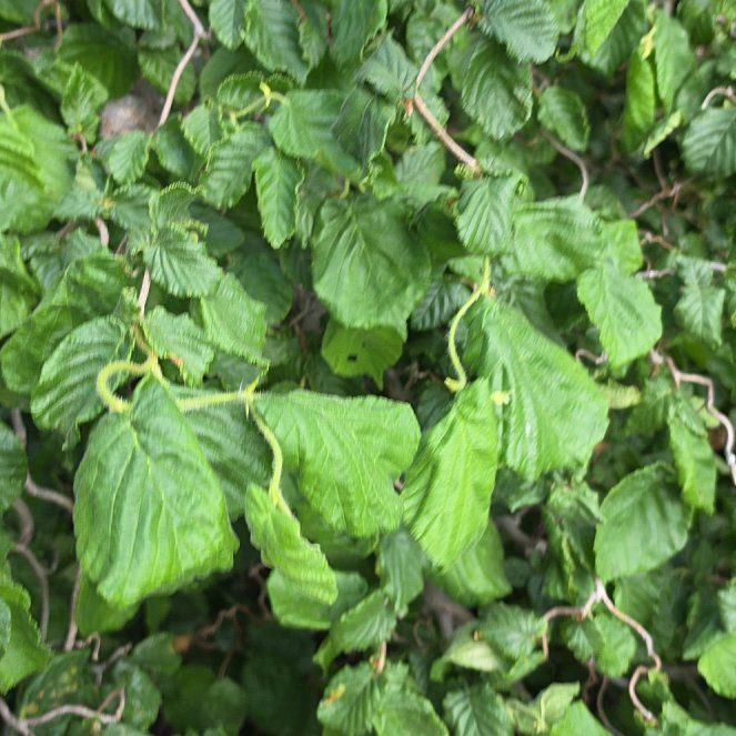 Photo of the plant species Dwarf Beech by @GladCynomorium named Hamilton on Greg, the plant care app
