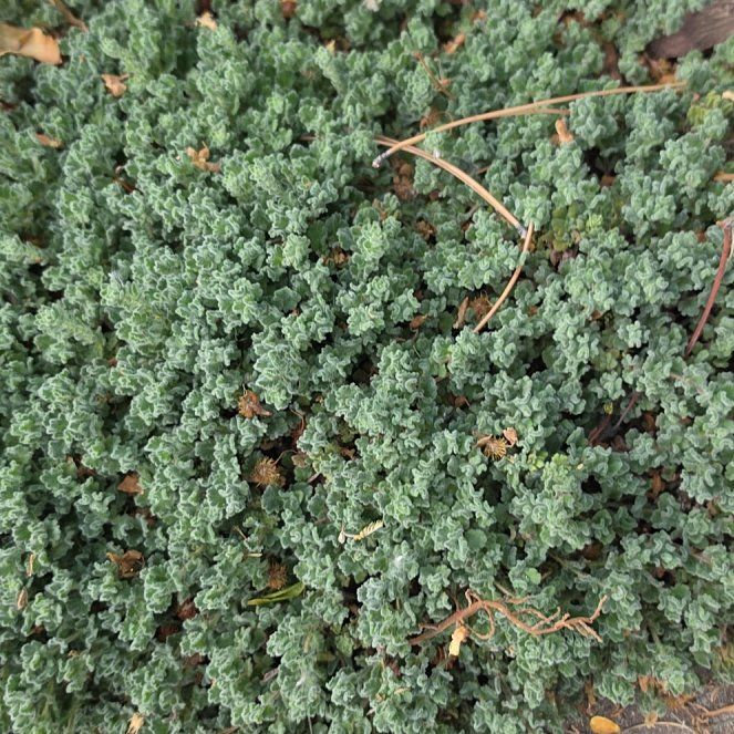 Photo of the plant species Strathmore Weed by @GladCynomorium named Eva on Greg, the plant care app