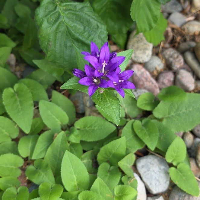 Photo of the plant species Clustered Bellflower by @GladCynomorium named Harper on Greg, the plant care app