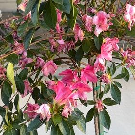 Photo of the plant species Pink Azalea by @Swandongler named Wall-E on Greg, the plant care app