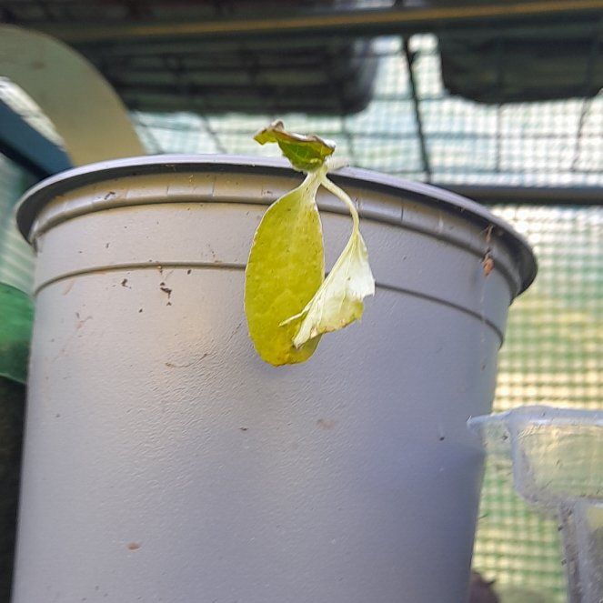 Photo of the plant species Armenian Cucumber by @SoilToSky79 named LiloStitch on Greg, the plant care app