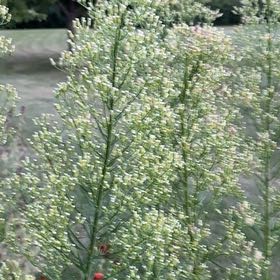 Photo of the plant species Canadian Fleabane by @TolerantAjwain named Harry on Greg, the plant care app