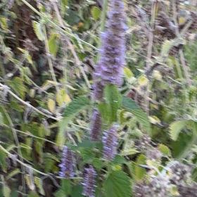 Photo of the plant species Anise-Hyssop by @TolerantAjwain named Queen on Greg, the plant care app