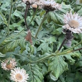 Photo of the plant species Feverfew by @TolerantAjwain named Sigmund on Greg, the plant care app