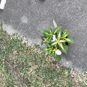 Photo of the plant species White Buttercup by @DrivenSeagrapes named Beyonce on Greg, the plant care app
