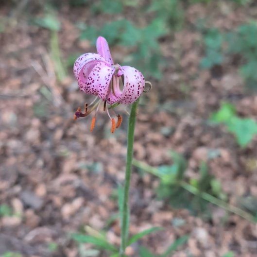 Photo of the plant species Martagon Lily by @FullAgboy16 named Ulysses S Plant on Greg, the plant care app