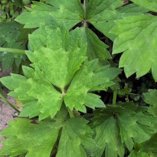 Photo of the plant species Creeping Buttercup by @FullAgboy16 named Planty on Greg, the plant care app