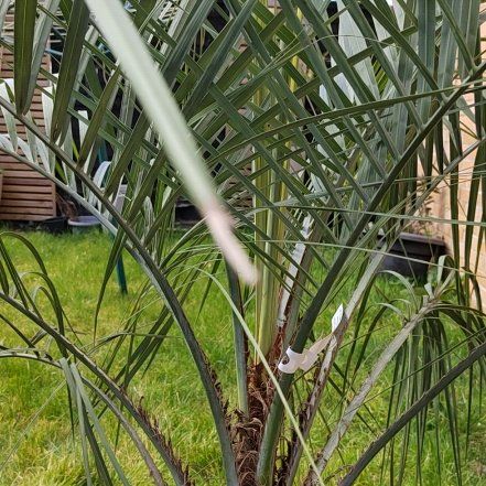 Photo of the plant species Pindo Palm by @AcePhalsa48 named Jelly on Greg, the plant care app