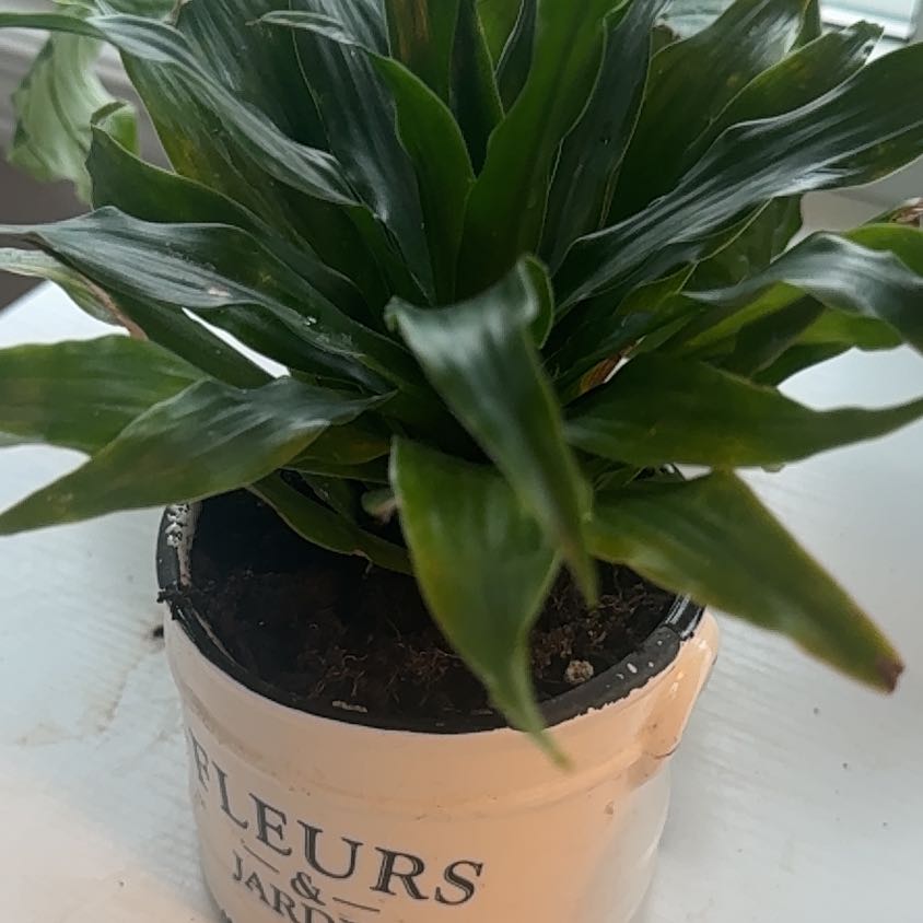 Photo of the plant species Corn Plant by @ChiefMeyerlemon named Mollie on Greg, the plant care app