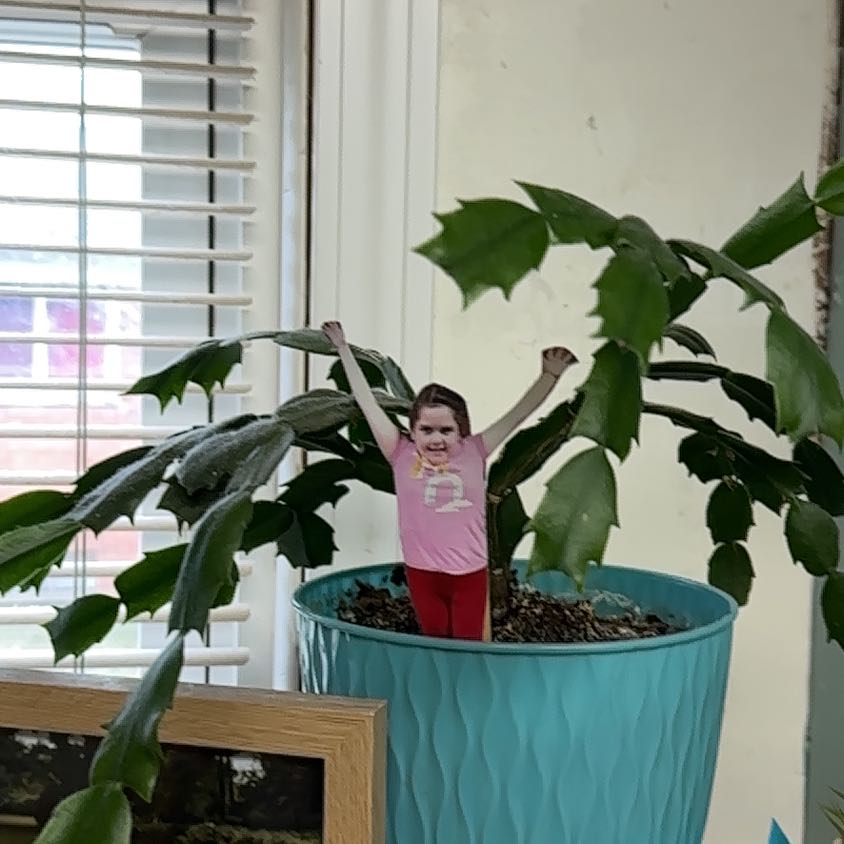 Photo of the plant species Christmas Cactus by @PoisedPuka99 named Leaf Erickson on Greg, the plant care app