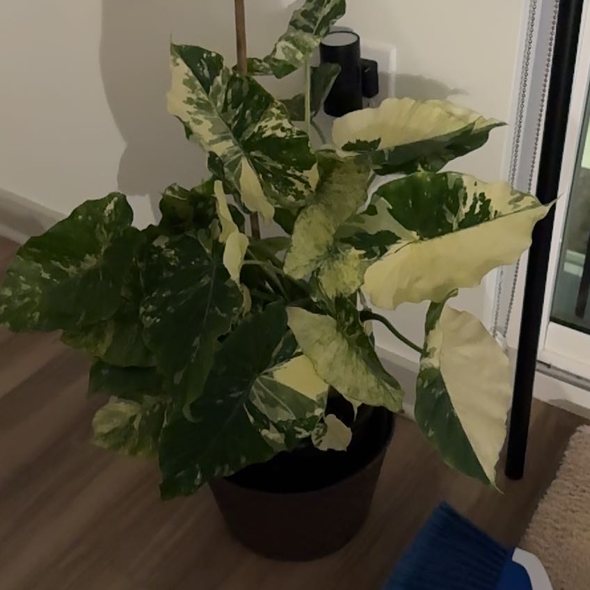 Photo of the plant species Alocasia Dawn Variegated by @PoliteFenugreek named Coco on Greg, the plant care app