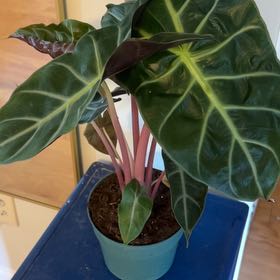 Photo of the plant species Red Stem Taro by @FaultlessBibi80 named Kuang on Greg, the plant care app