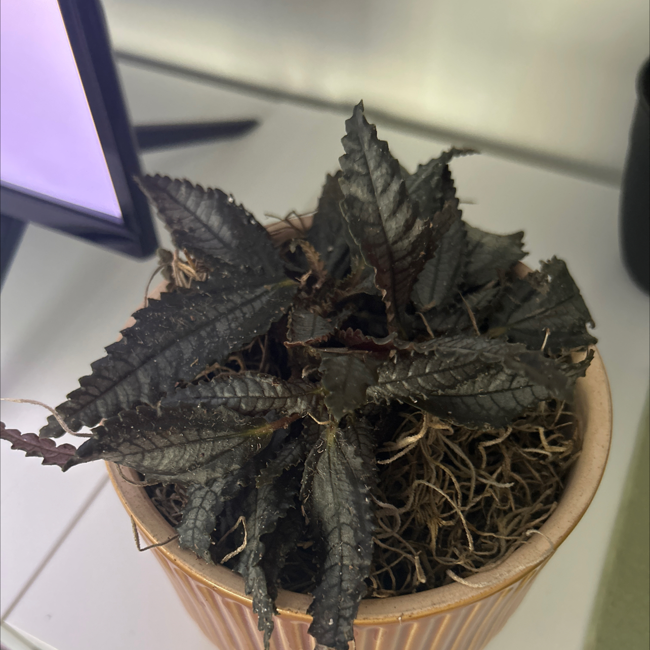 Photo of the plant species Pilea 'Black Mystery' by @FaultlessBibi80 named Edgar on Greg, the plant care app