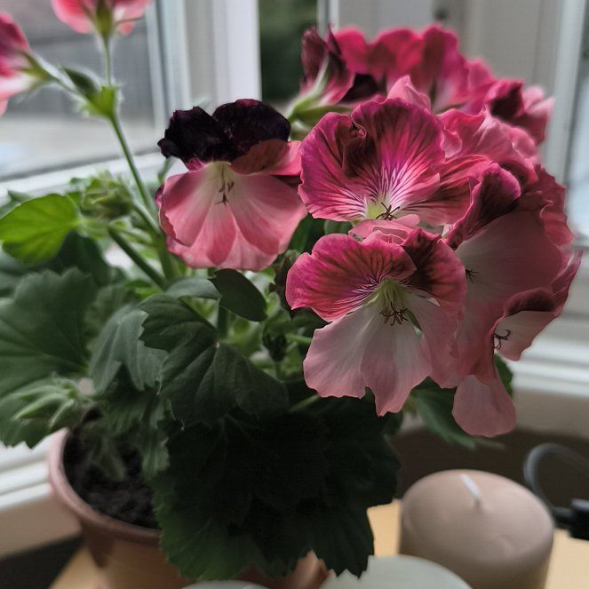 Photo of the plant species Regal Geranium by @PeacefulRedfir named Athena on Greg, the plant care app