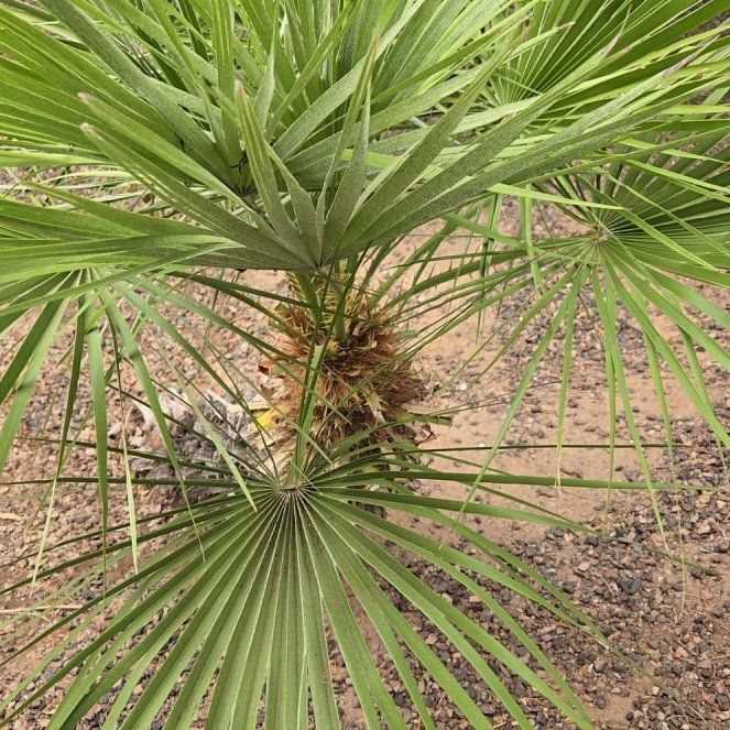 Photo of the plant species European Fan Palm by @KeenAnacua89 named Denali on Greg, the plant care app