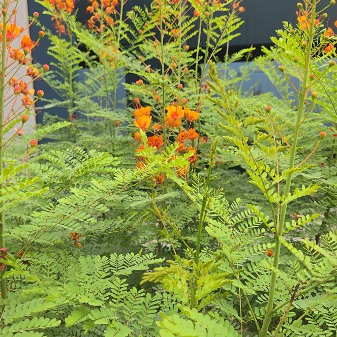 Photo of the plant species Red Bird Of Paradise by @KeenAnacua89 named Austen on Greg, the plant care app
