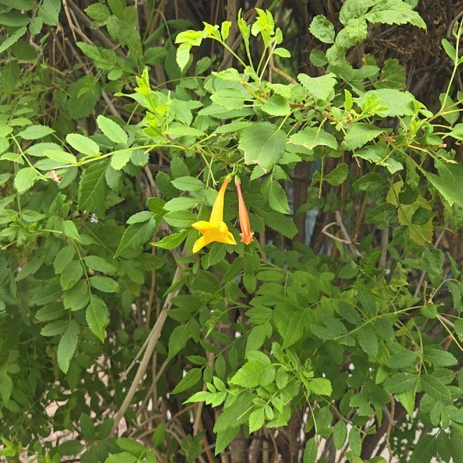 Photo of the plant species Cape Honeysuckle by @KeenAnacua89 named Beckham on Greg, the plant care app
